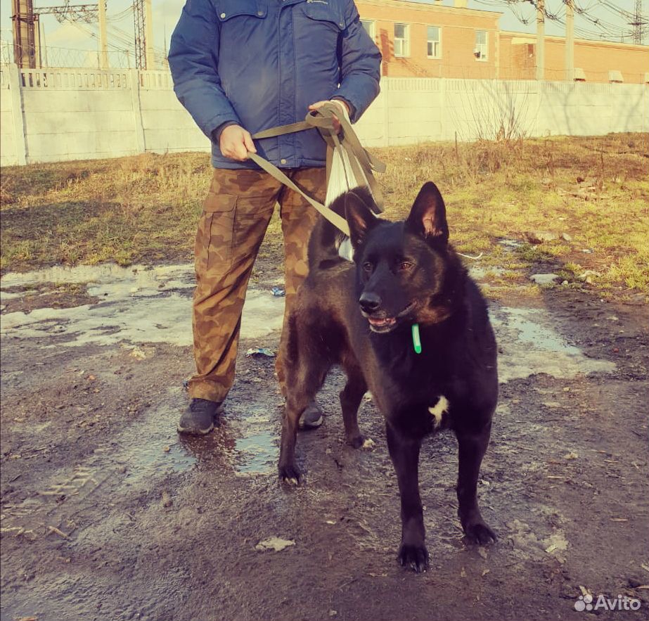 Чёрная собака Ночка в очень добрые руки купить на Зозу.ру - фотография № 2