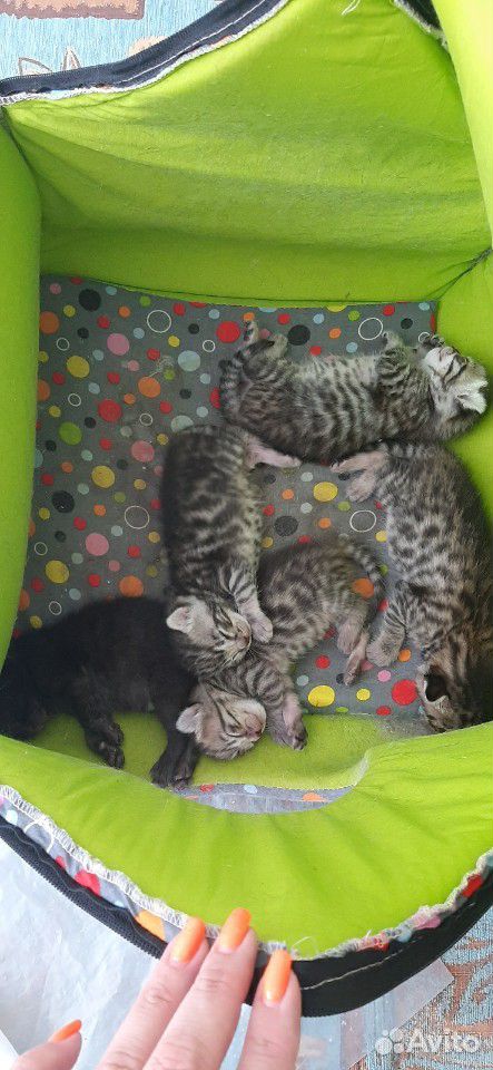 Потомки бенгальских котов купить на Зозу.ру - фотография № 1