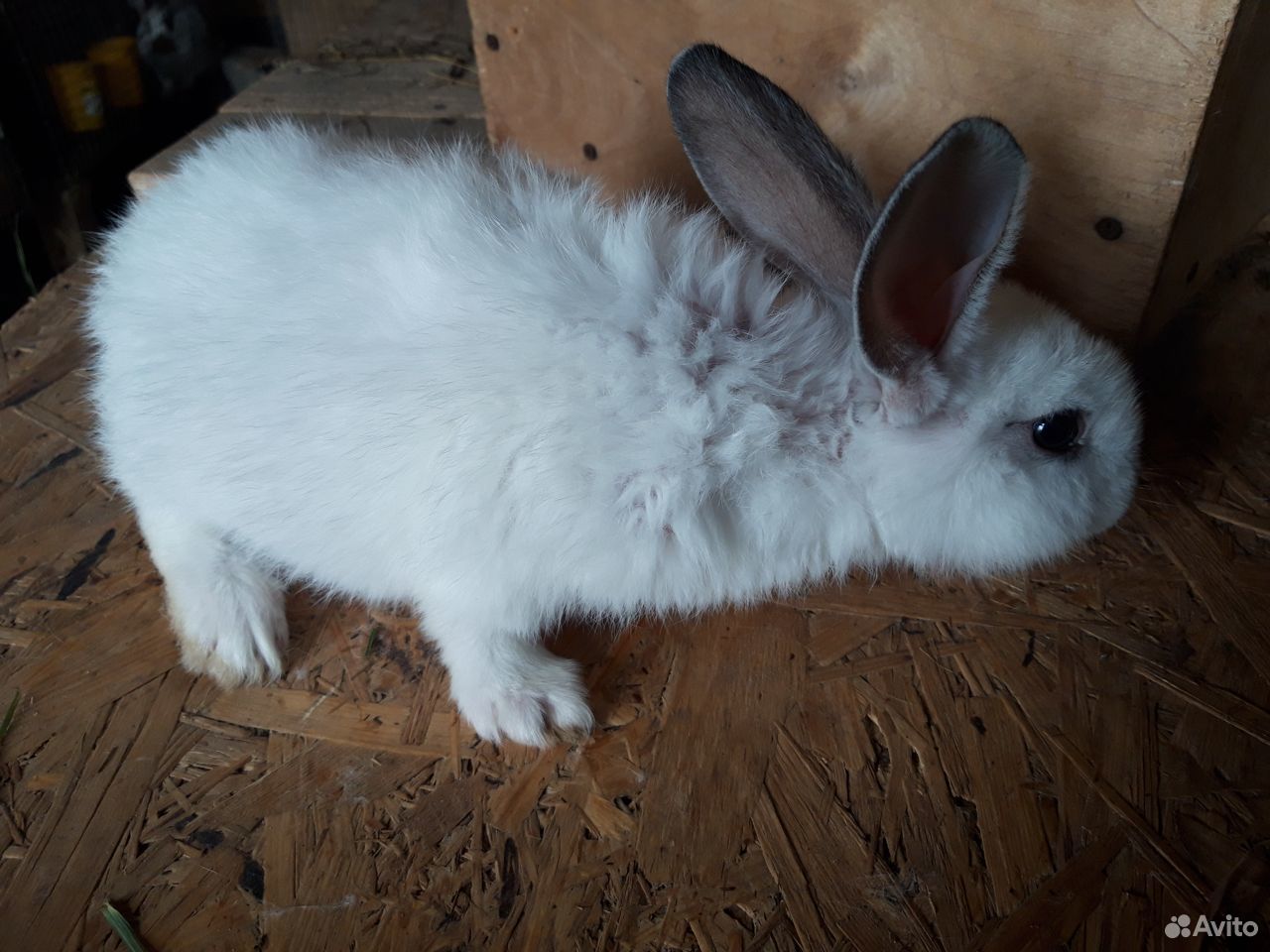 Продам кроликов, возраст 4-6 месяцев купить на Зозу.ру - фотография № 1