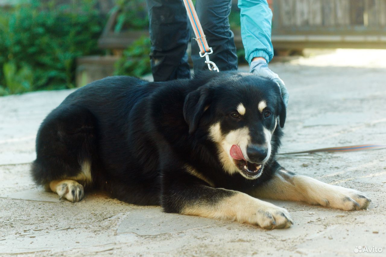 Крупный шикарный пес купить на Зозу.ру - фотография № 4