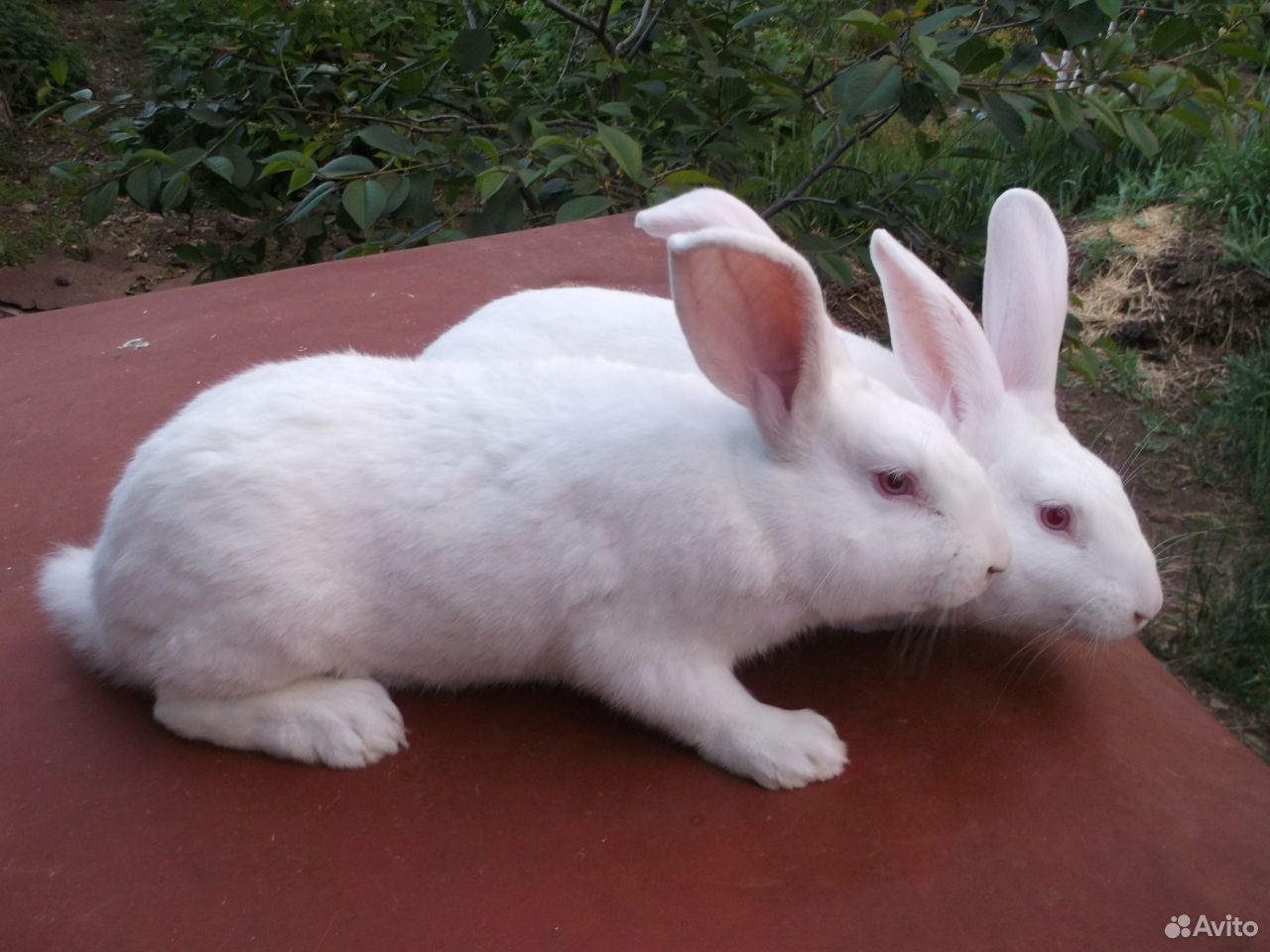 Кролики белый паннон и чёрно-бурые купить на Зозу.ру - фотография № 2