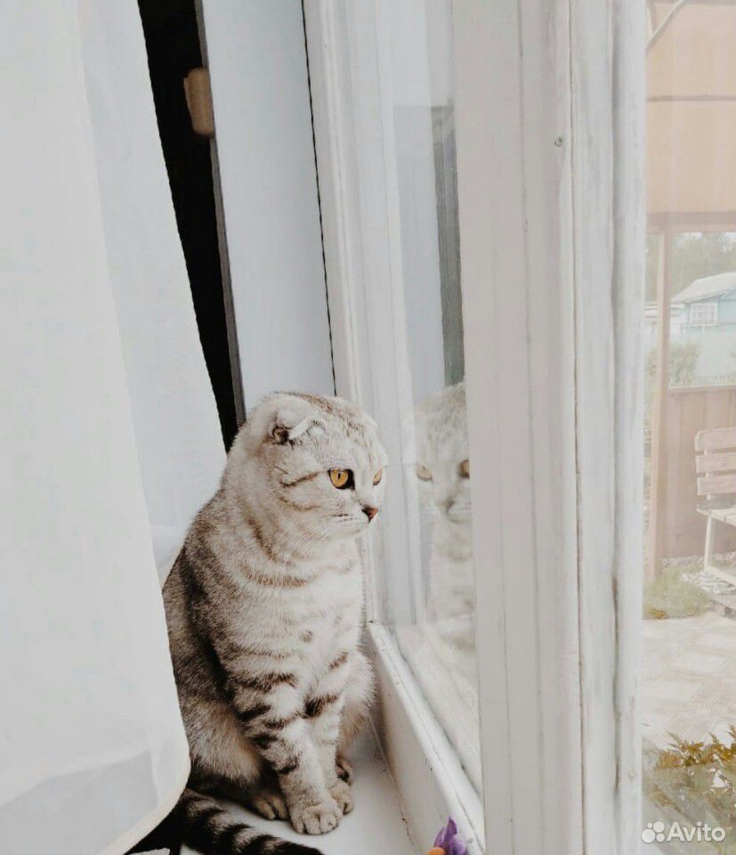 Кошечка в поисках дома купить на Зозу.ру - фотография № 2