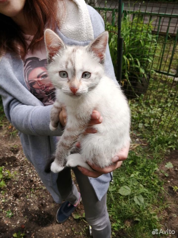 Кошка беленькая 2-3 месяца купить на Зозу.ру - фотография № 1