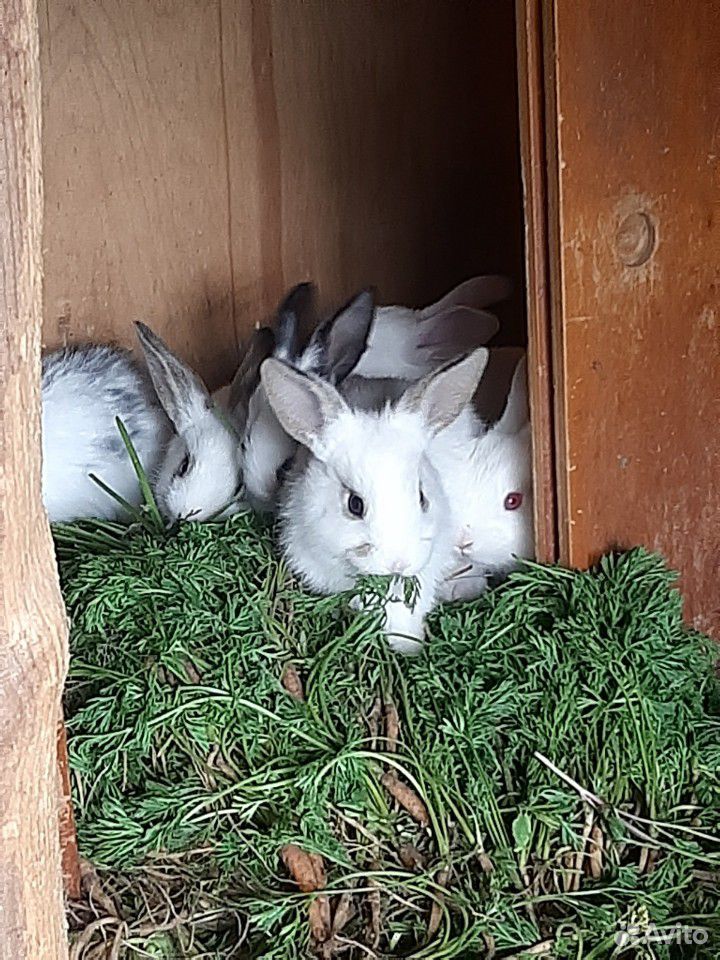 Кролики (Бабочки, чисто белые) купить на Зозу.ру - фотография № 6
