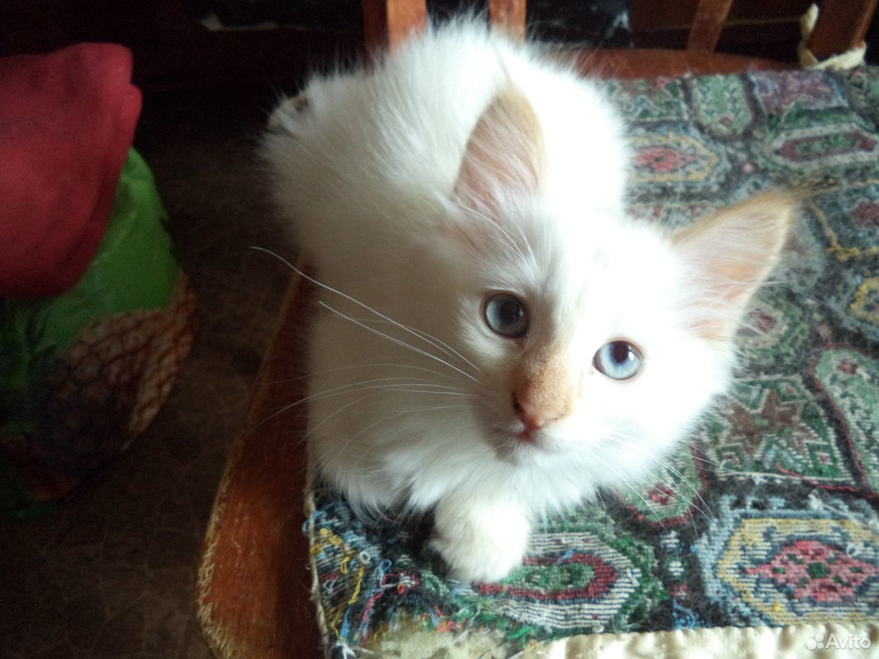 Голубоглазые тайские котята купить на Зозу.ру - фотография № 3