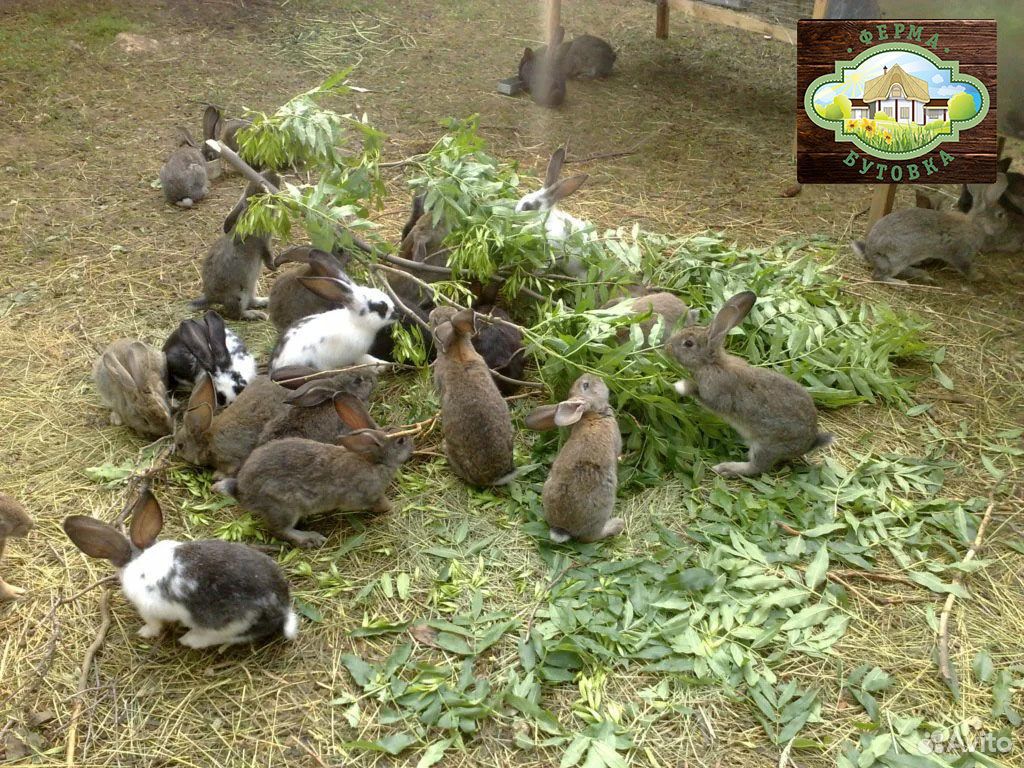 Кролики на разведение купить на Зозу.ру - фотография № 2