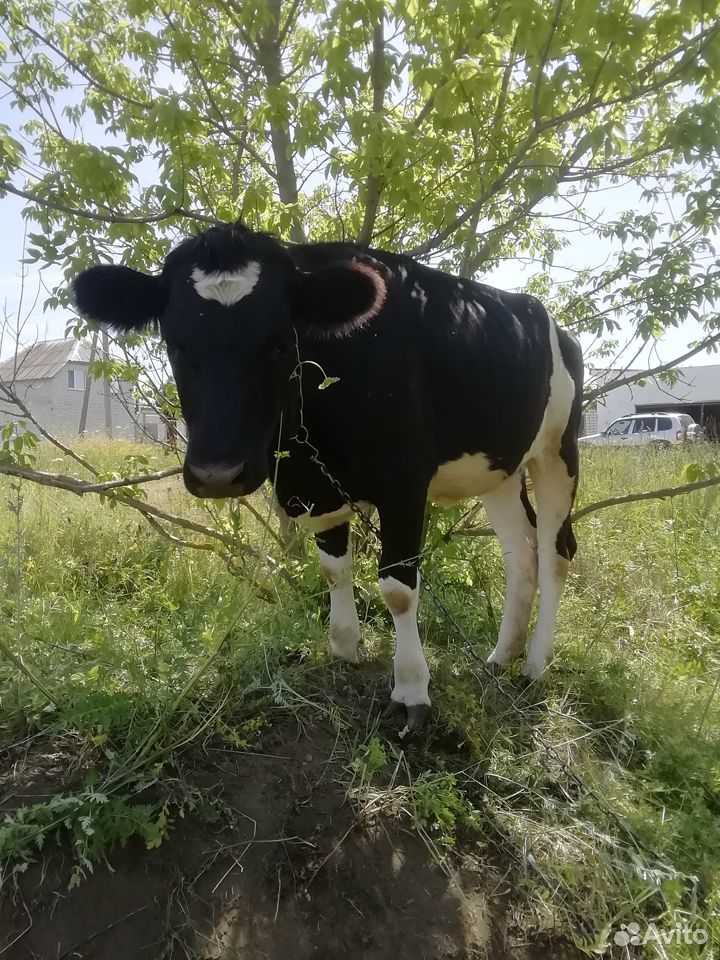 Корова, тёлка стеленная, телята купить на Зозу.ру - фотография № 4