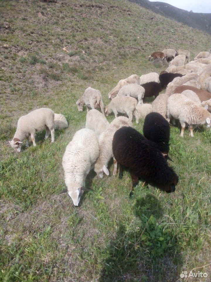 Овцы качкари ярки акот февраль март купить на Зозу.ру - фотография № 1
