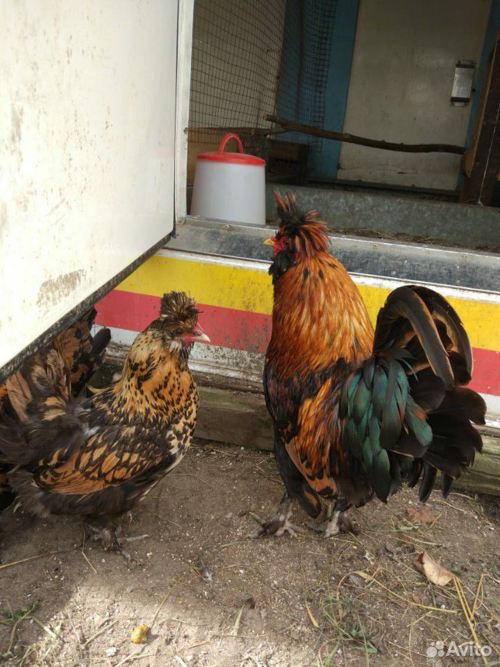 Цыплята, утята, цесарки, гусята купить на Зозу.ру - фотография № 6