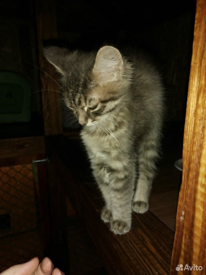 Самый ласкучий котик в мире купить на Зозу.ру - фотография № 2
