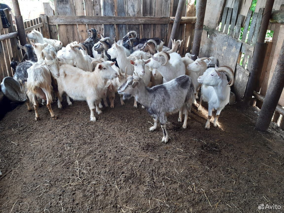 Нубийские и зааненские козы купить на Зозу.ру - фотография № 8