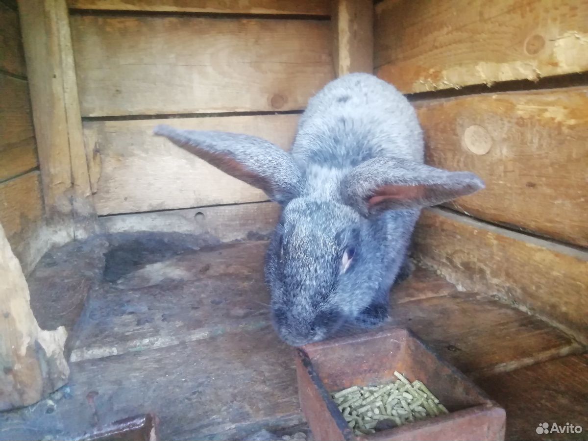 Полтавское серебро кролик купить на Зозу.ру - фотография № 1