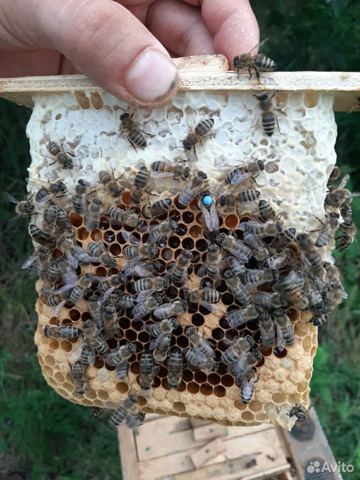 Пчеломатки купить на Зозу.ру - фотография № 4
