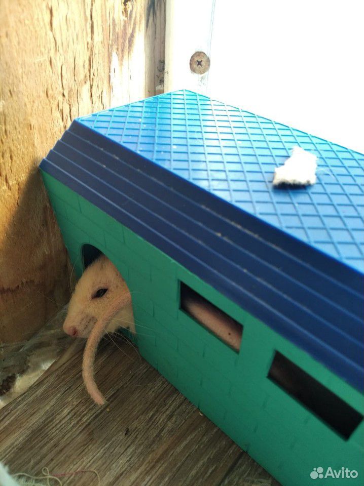 Крыса купить на Зозу.ру - фотография № 4