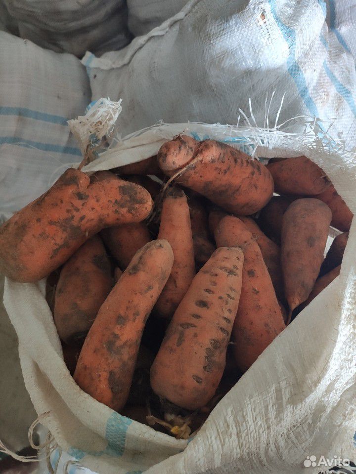 Морковь на корм купить на Зозу.ру - фотография № 1