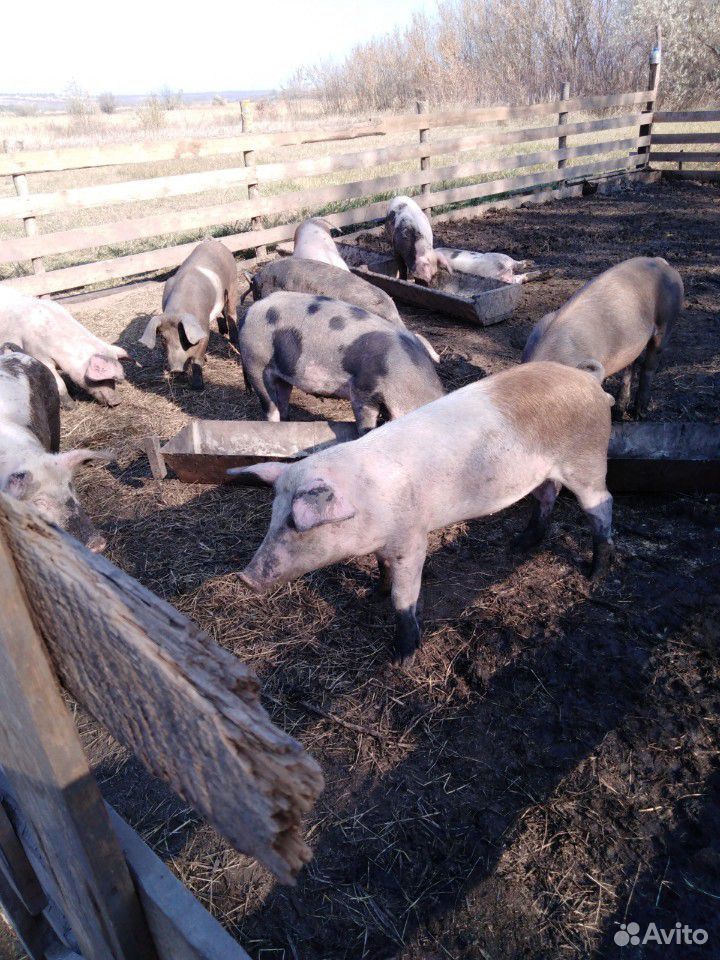 Свиньи вес 120 кг купить на Зозу.ру - фотография № 1