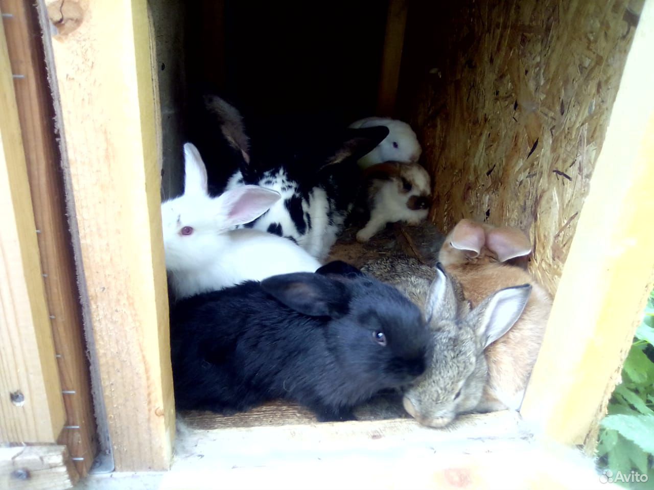 Кролики, крольчата месячные купить на Зозу.ру - фотография № 1