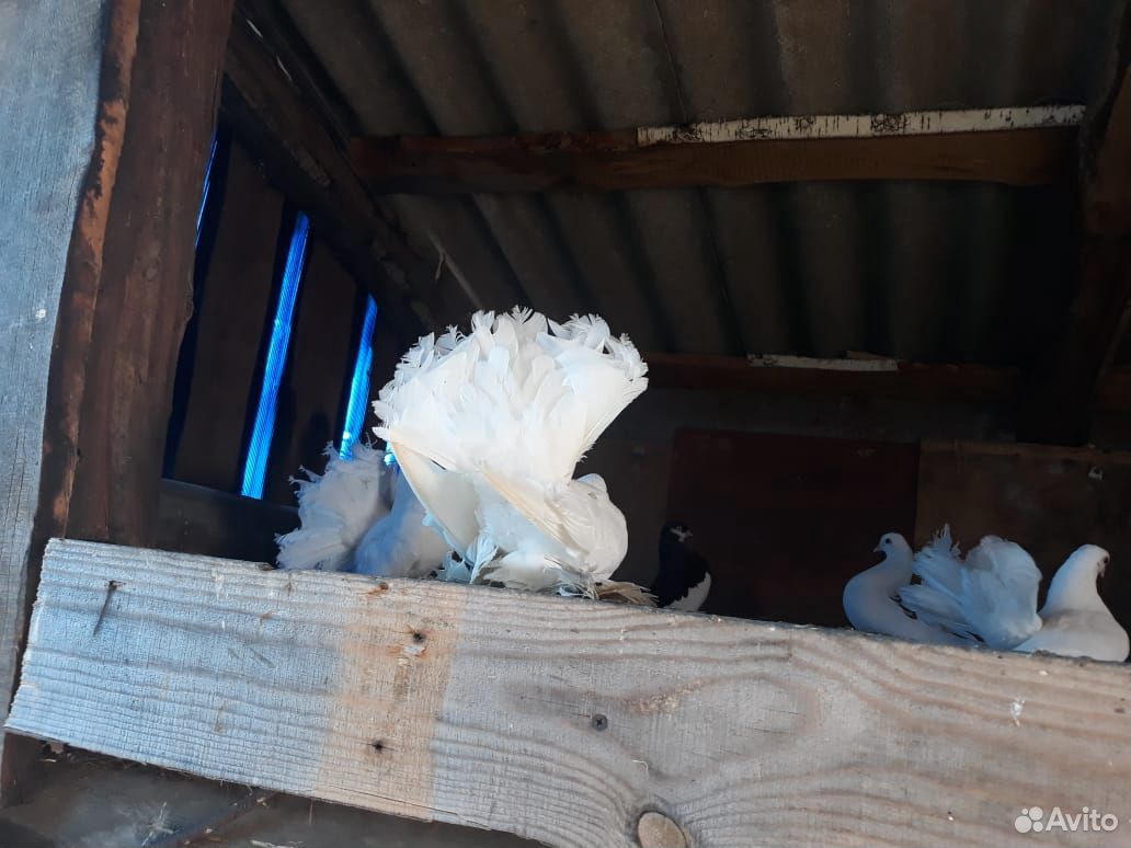 Продам статных голубей купить на Зозу.ру - фотография № 4