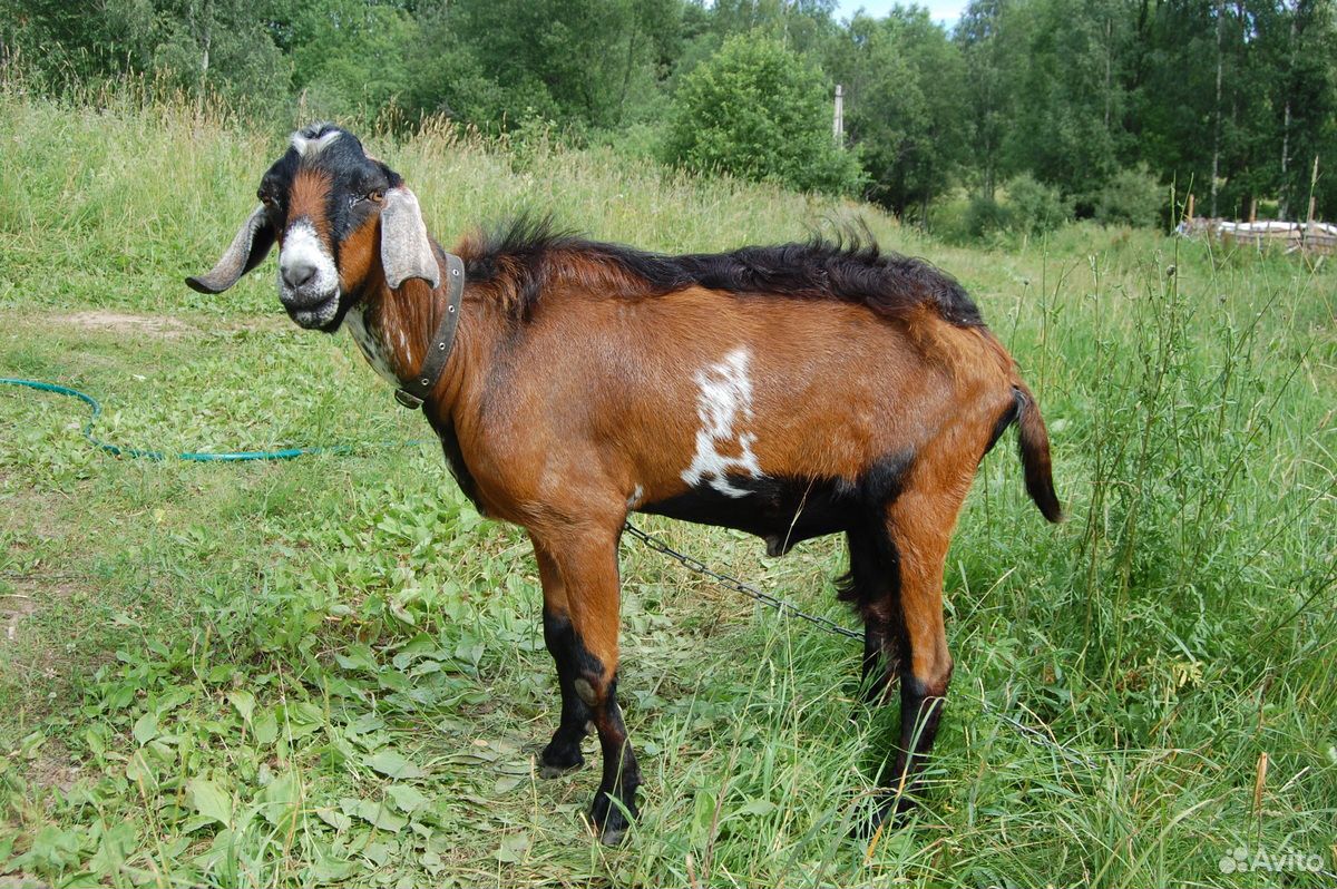 Нубийская дойная коза, козочки, козлики купить на Зозу.ру - фотография № 10