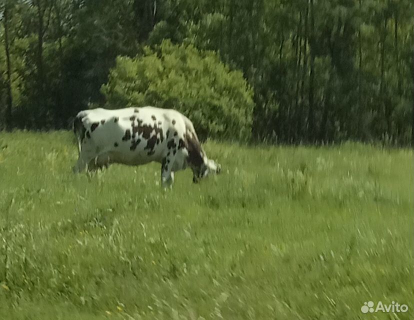 Хорошая корова купить на Зозу.ру - фотография № 1