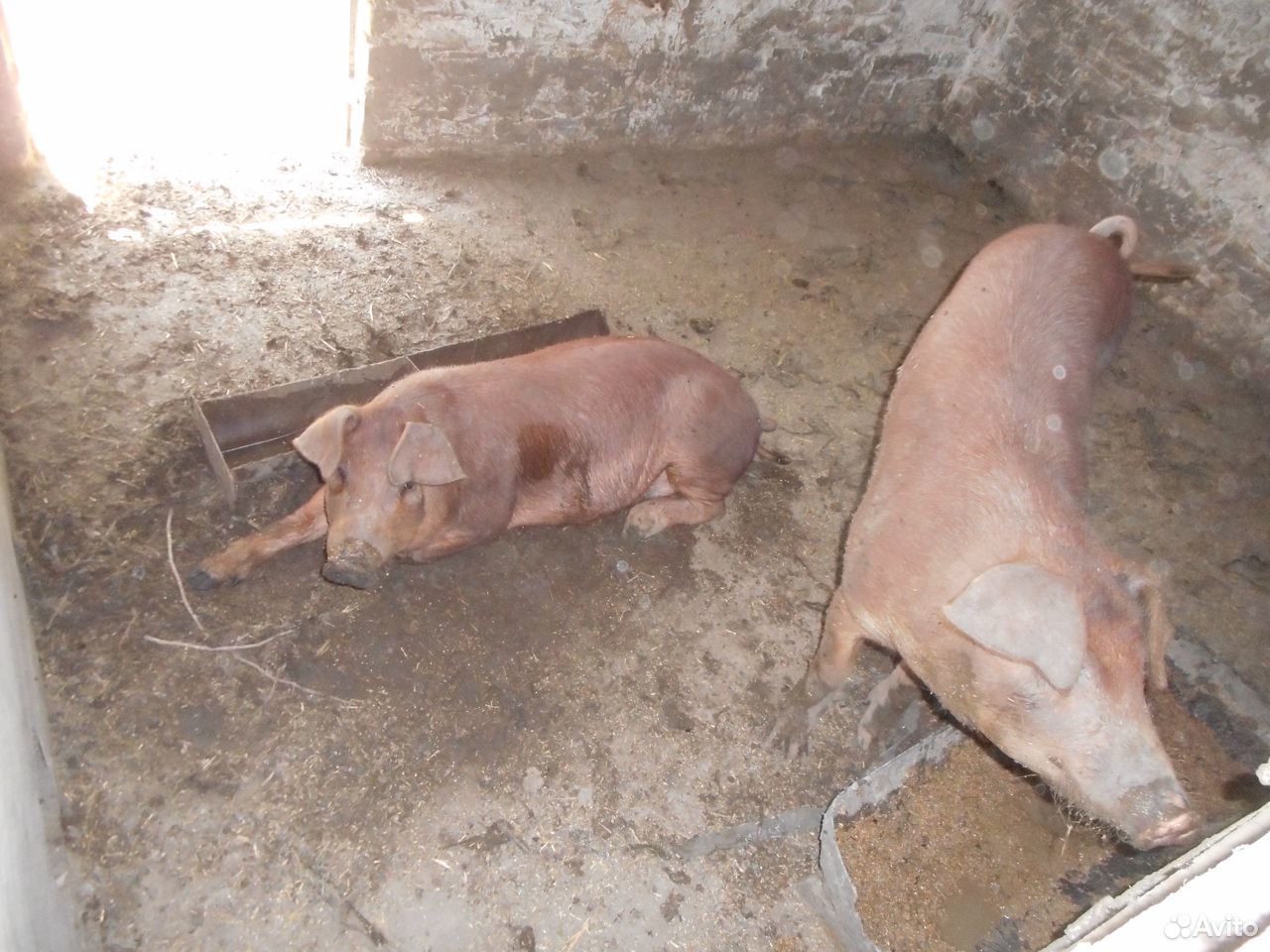 Хрячок и свинки- порода дюрок, свиньи на мясо купить на Зозу.ру - фотография № 1