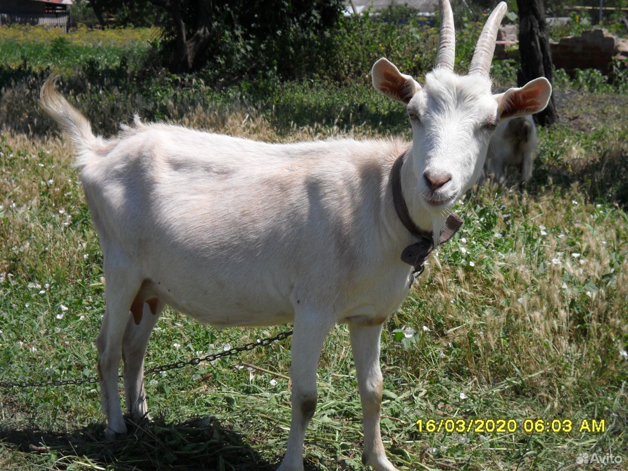 Козлята козы купить на Зозу.ру - фотография № 9