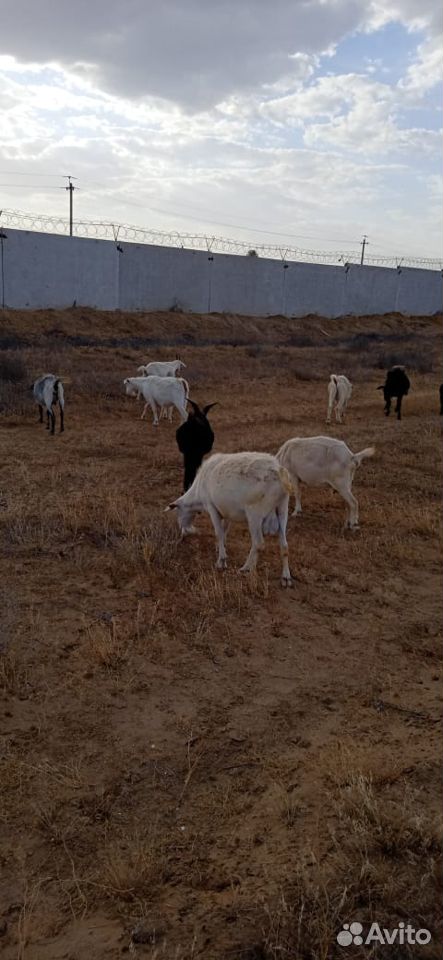 Продаю коз с козлятами купить на Зозу.ру - фотография № 1