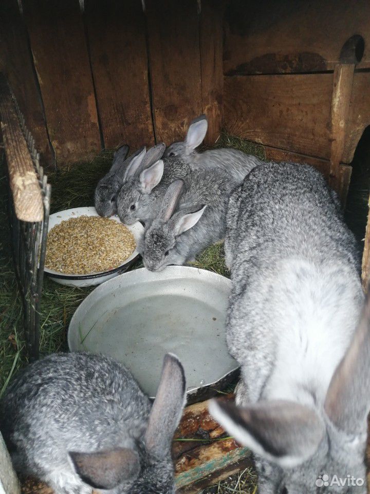 Кролики большие/маленькие купить на Зозу.ру - фотография № 4