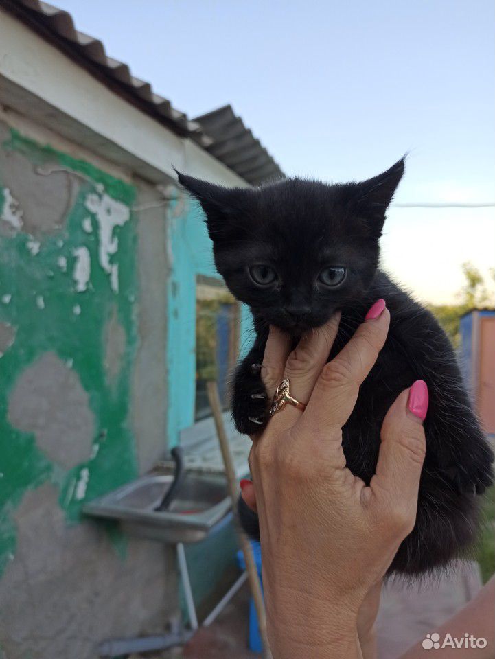 Котенок купить на Зозу.ру - фотография № 7