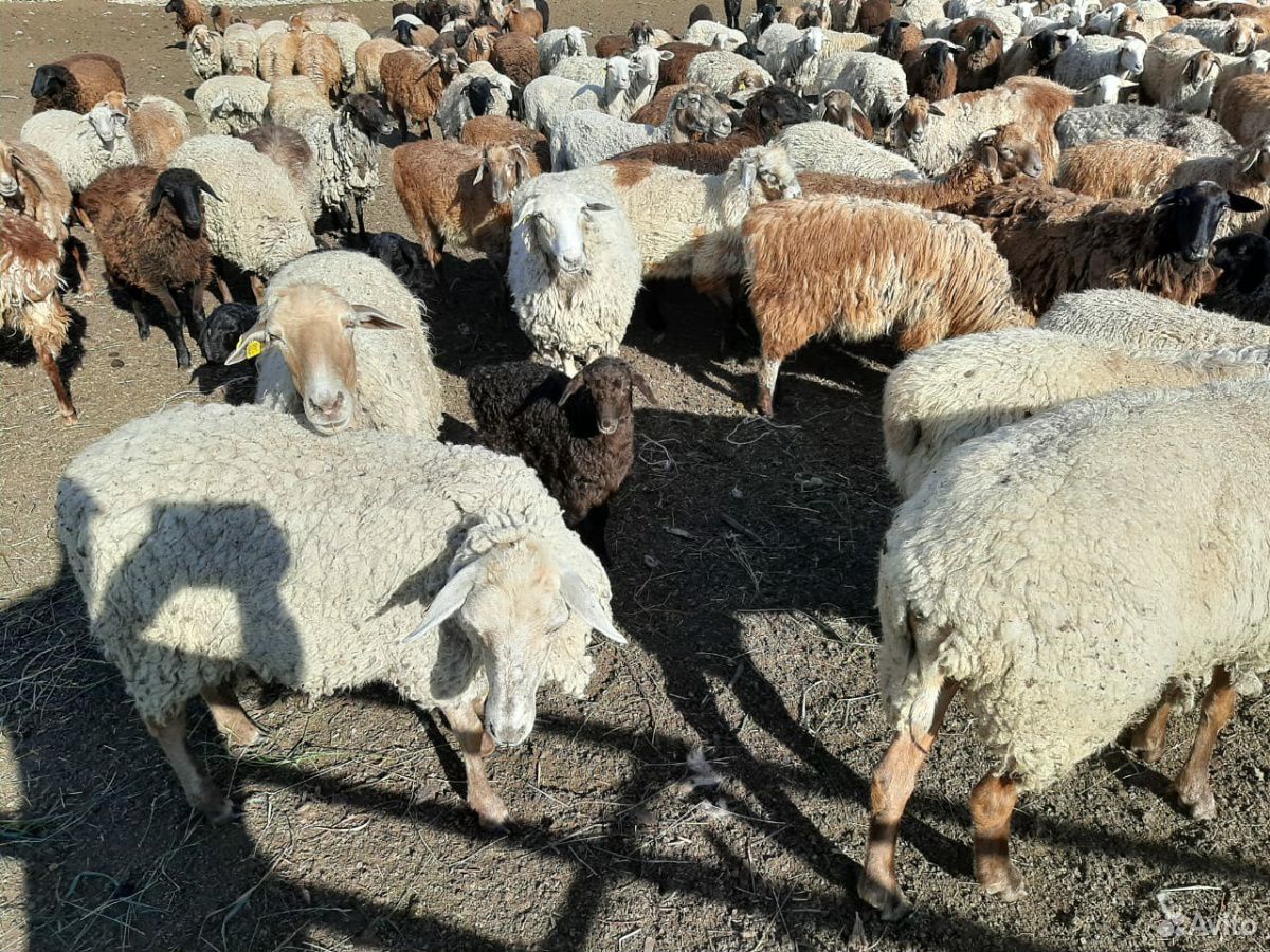 Овцы молодняк купить на Зозу.ру - фотография № 3