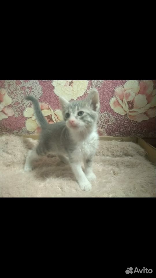 Чудесные котята :) купить на Зозу.ру - фотография № 4