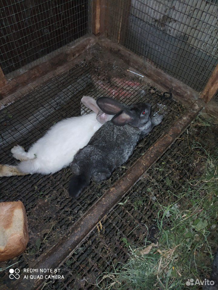 Кролики и крольчата купить на Зозу.ру - фотография № 8