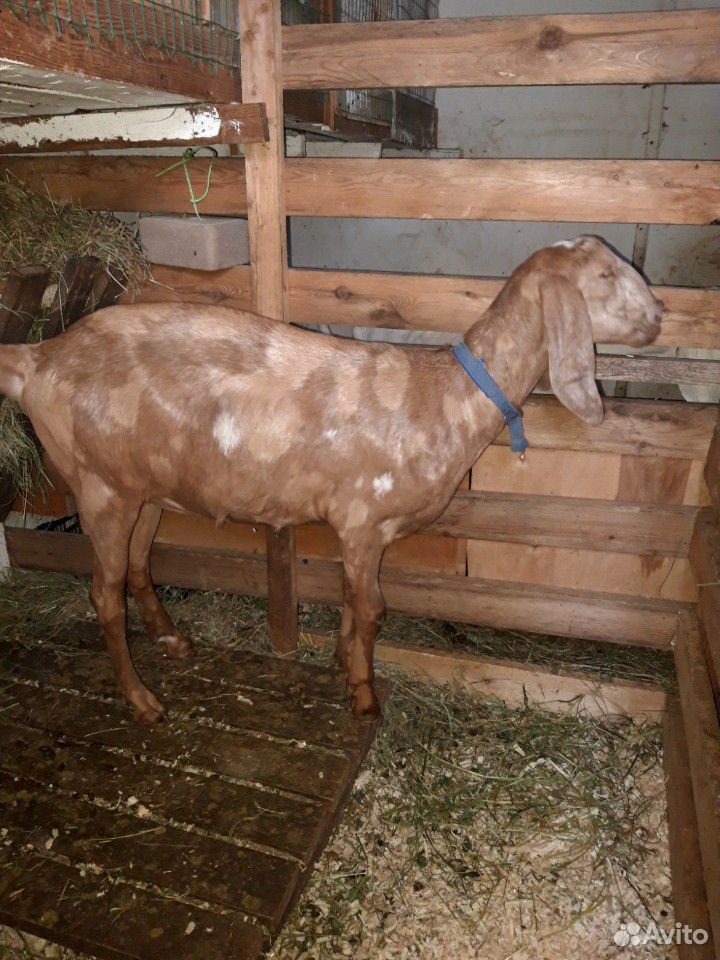 Англо-нубийские козы купить на Зозу.ру - фотография № 2