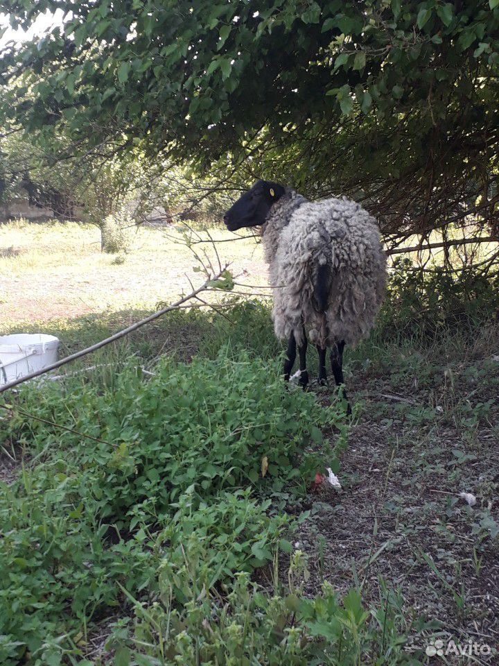 Овца матка купить на Зозу.ру - фотография № 1