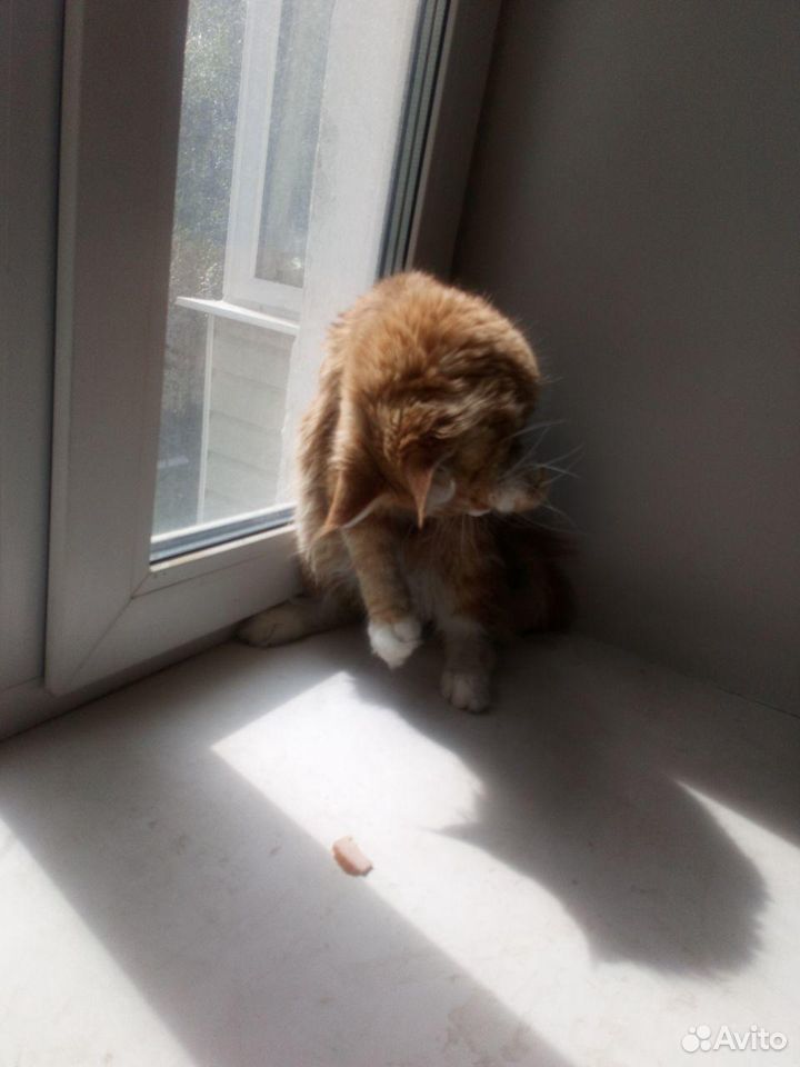 Кот мейн кун, рыжий, здоровый, активный купить на Зозу.ру - фотография № 3