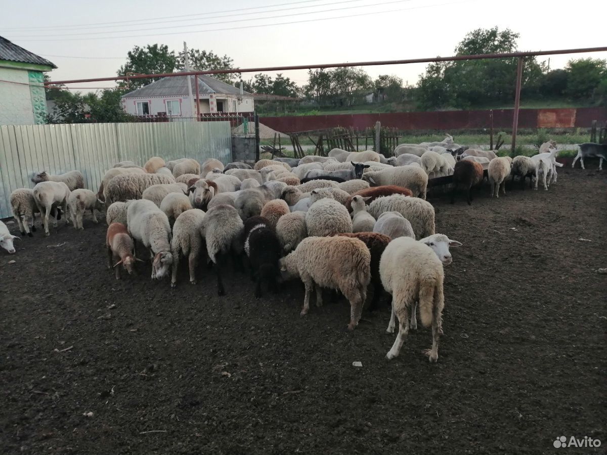 Продам овец и ягнят купить на Зозу.ру - фотография № 3