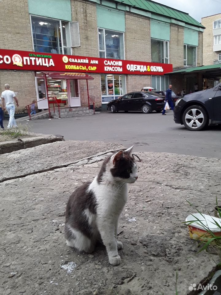 Кошка-потеряшка ждёт хозяев купить на Зозу.ру - фотография № 3