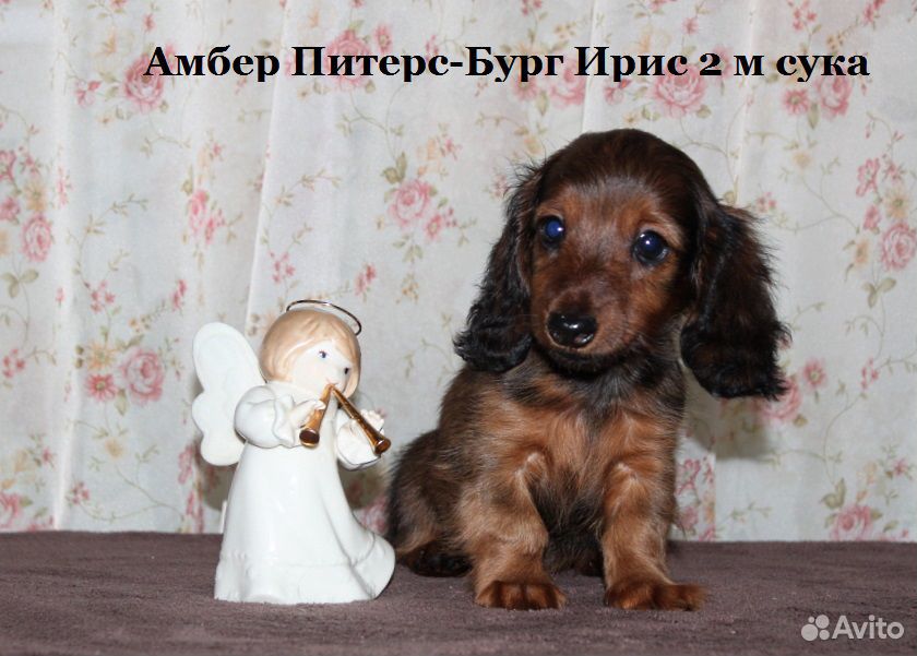 Длинношёрстные кролики/миники щенки таксы купить на Зозу.ру - фотография № 4