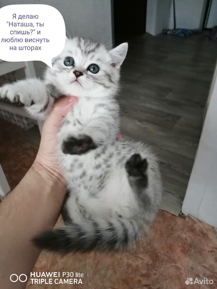 Котики купить на Зозу.ру - фотография № 4