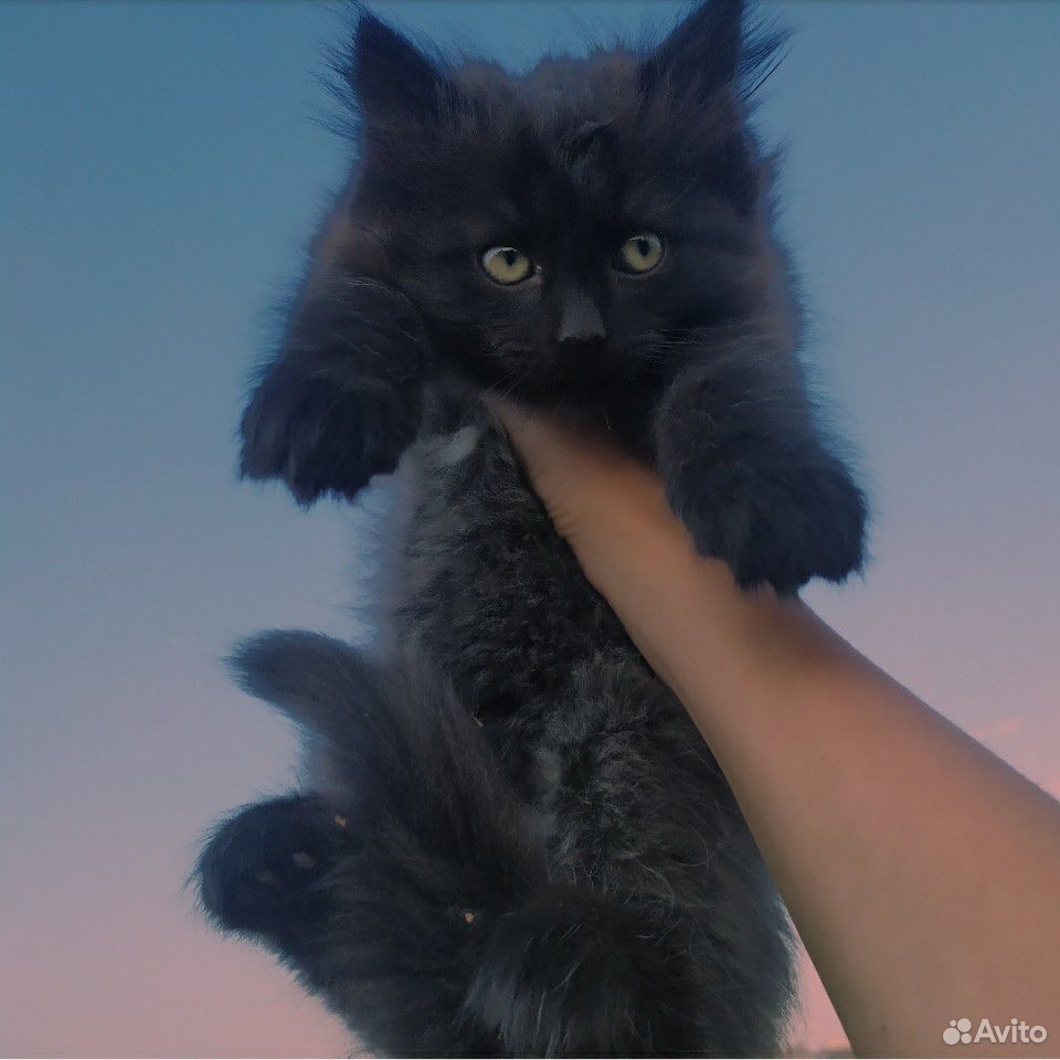 Котёнок) купить на Зозу.ру - фотография № 2