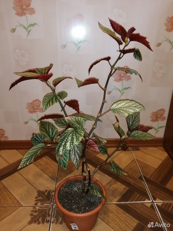 Комнатные растения, цветы купить на Зозу.ру - фотография № 7