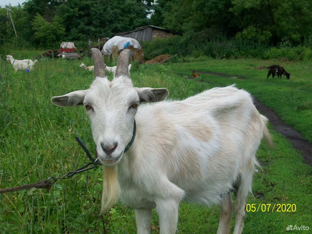 Продам коз и козочек купить на Зозу.ру - фотография № 1