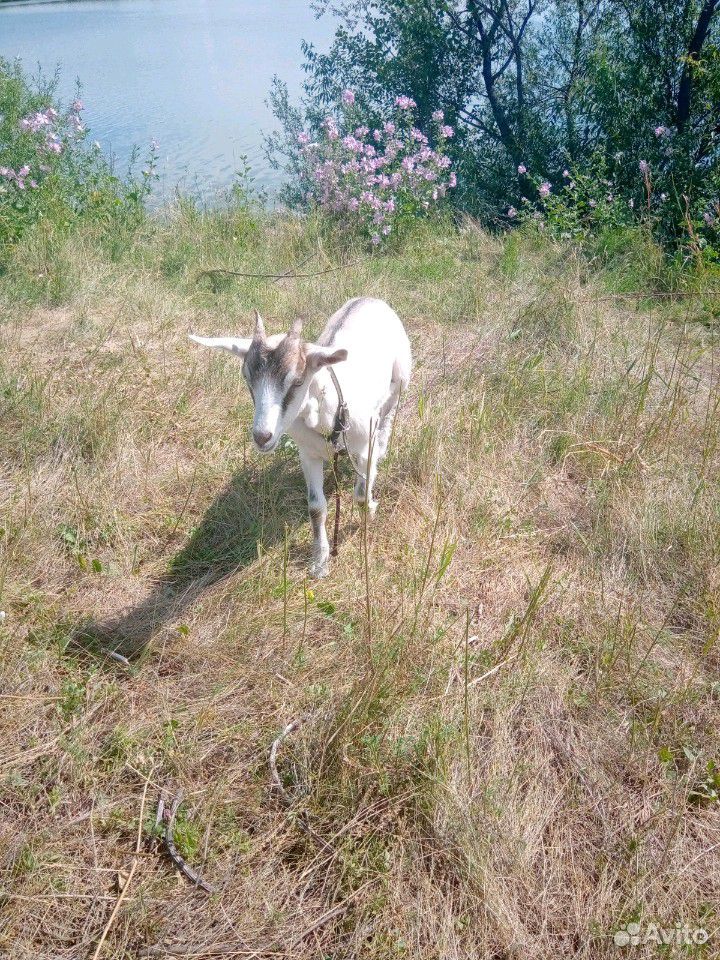 Коза с козлятами купить на Зозу.ру - фотография № 8