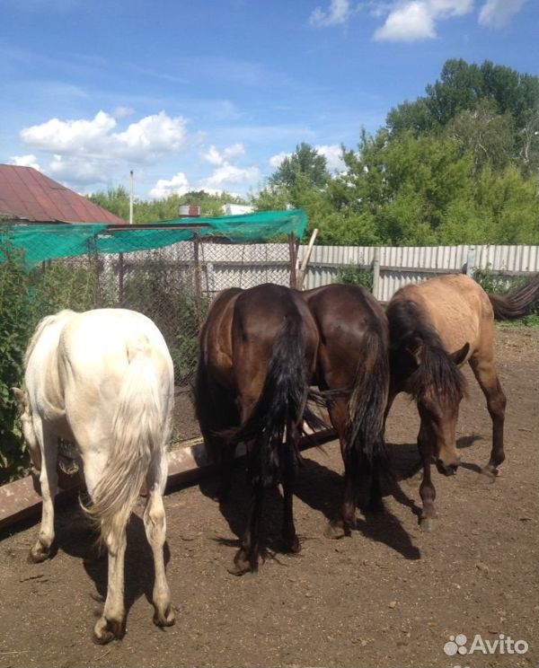 Лошади, жеребята пони купить на Зозу.ру - фотография № 1