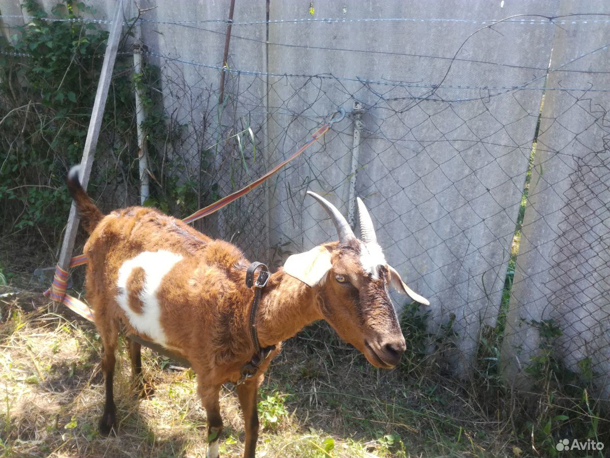 Нубийская коза с козочкой купить на Зозу.ру - фотография № 2