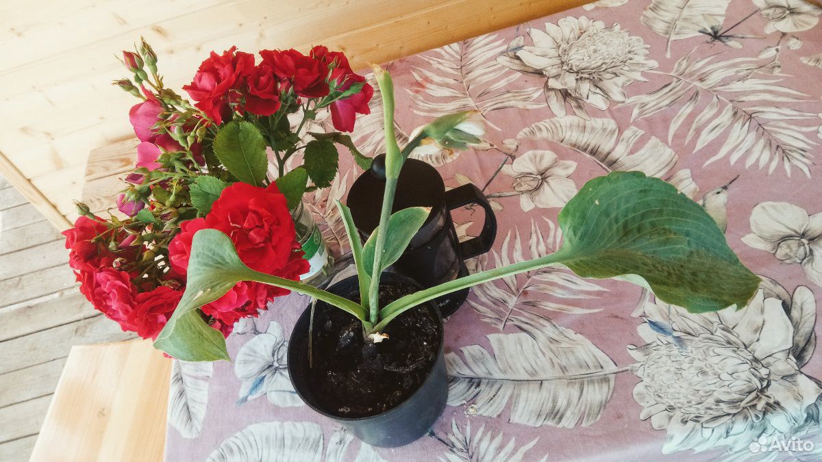 Хоста крупнолистная. Многолетнее растение для тени купить на Зозу.ру - фотография № 6
