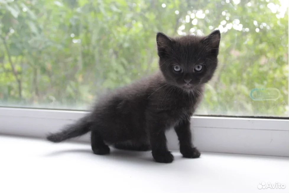 Короткошерстный чёрный котик с доставкой купить на Зозу.ру - фотография № 1