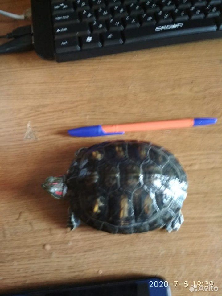 Черепаха + аквариум купить на Зозу.ру - фотография № 2