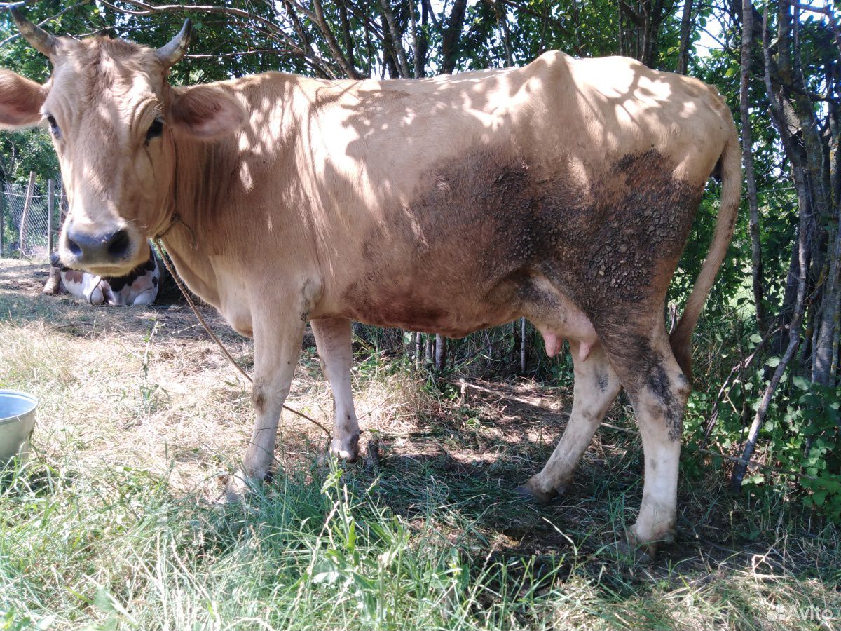Корова, бычок купить на Зозу.ру - фотография № 5