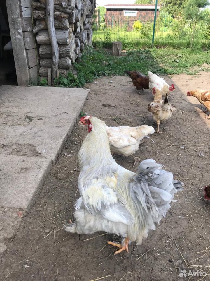 Брама светлая: курицы, петухи, цыплята, яйцо купить на Зозу.ру - фотография № 4